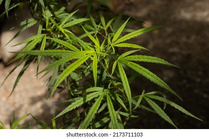 Marijuana leaves cannabis plants, sativa marijuana plant outdoors, leaves view from above.