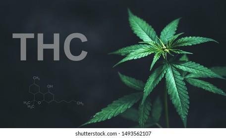 Marijuana Leaves With Cbd Thc Chemical Structure