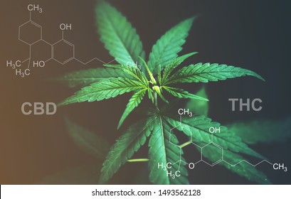 Marijuana Leaves With Cbd Thc Chemical Structure