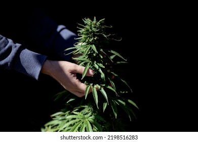 Marijuana Leaves Grow Cannabis Sativa Plant On Greenhouse Farm