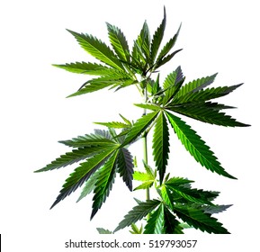 Marijuana Leaves Isolated On White Background. Wild Hemp Plant.