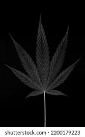 Marijuana Leaves, Medical Marijuana Use, Black Background.