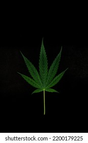 Marijuana Leaves, Medical Marijuana Use, Black Background.