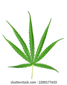 Marijuana Leaves, Medical Marijuana Use, White Background.