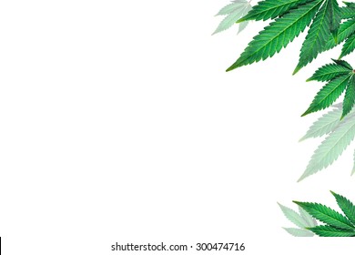 Marijuana Leaves On A White Background