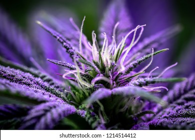 Marijuana Macro Background
