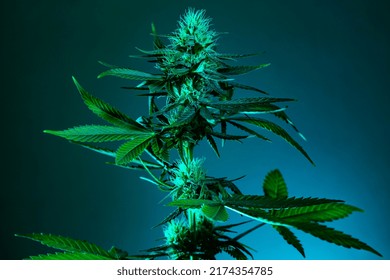 Marijuana Medical Cannabis Art Photo. Green medical cannabis plant on dark background in contrast cinematic light. Perfect medical marijuana plant with blossom bud.