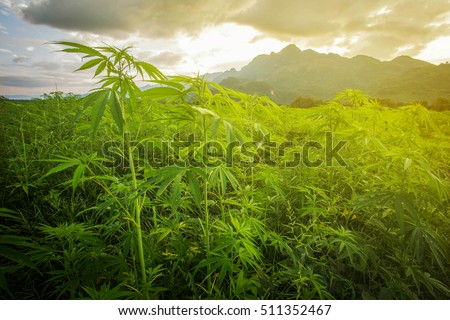 Morning Light >> Marijuana Morning Light Asia Landscape Photo Stok Fotograf Simdi Morning Light >> Marijuana Morning Light Asia Landscape Photo Stok Fotograf Simdi