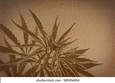 Marijuana On Cardboard Background. Cannabis On A Paper Texture.