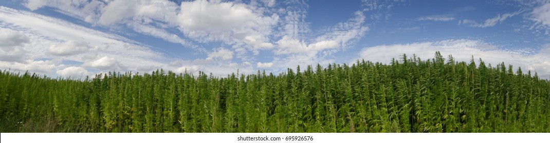 Marijuana On A Field 