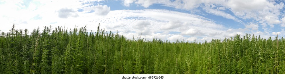 Marijuana On A Field 