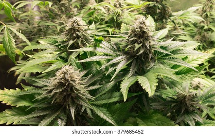 Marijuana Plant