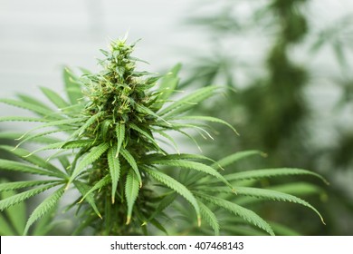 Marijuana Plant.