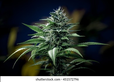 Marijuana Plant 