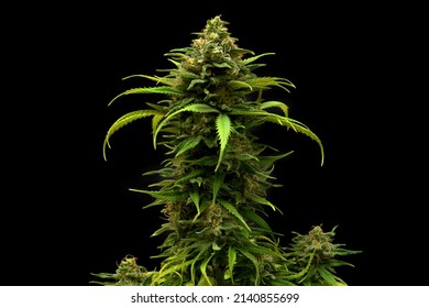 Marijuana Plant Auto Flowering Critical Jack On Black Background 