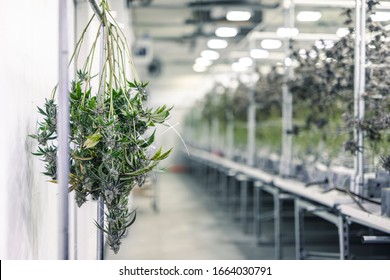 Marijuana Plant Branches With Buds Hanging For Harvest