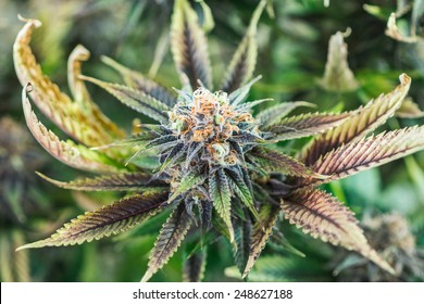 Marijuana plant budding with orange hairs and crystals 