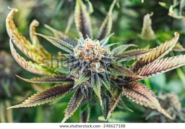 Marijuana Plant Budding Orange Hairs Crystals Stock Photo Edit