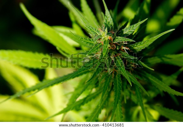 Marijuana Plant Budding Orange Hairs Crystals Stock Photo Edit