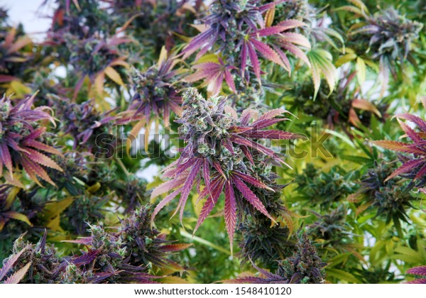 マリファナの植物 満開の雌花を咲かせたカンナビス サティバ 水耕栽培された大麻の植物で 雌の花が咲く ビューの接写 マリファナは現在 米国のほとんどの州で合法となっている の写真素材 今すぐ編集