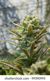 Marijuana plant closeup growing in greenhouse