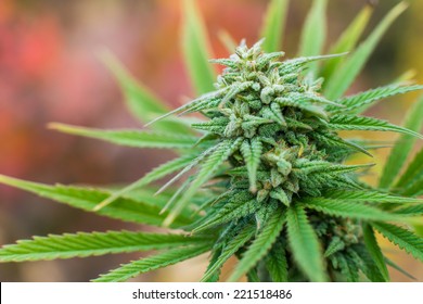 Marijuana Plant Flowering Outdoors