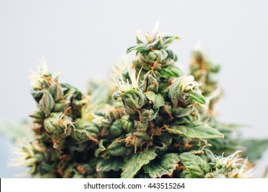 marijuana, plant flowers, close up, the cannabis plant