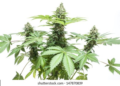 Marijuana Plant Isolated On White