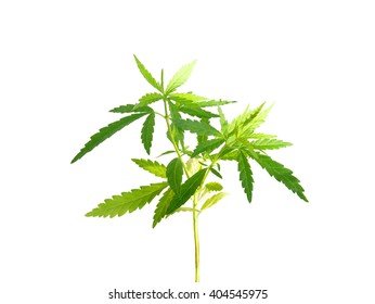 Marijuana Plant Isolated On White Background (with Clipping Path)