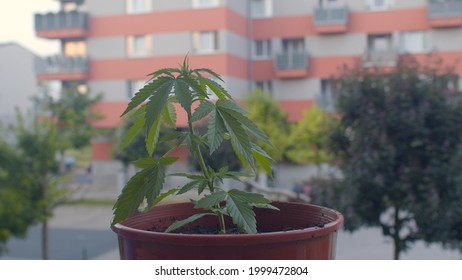 A Marijuana Plant On The Background Of A Gray-red Apartment Building With Windows And Balconies. Recreational Cannabis States See Population Growth. Demographic Trends Among Cannabis Users.