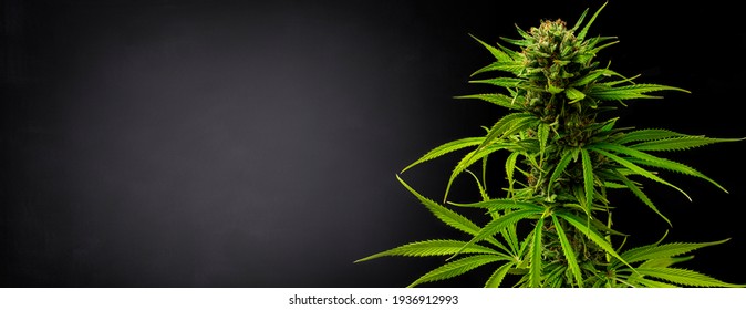 Marijuana Plant On Black Gradient Background In Banner Format