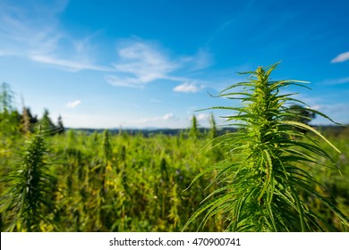Marijuana Plant At Outdoor Cannabis Farm Field