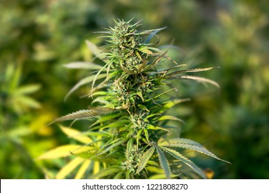 Marijuana Plant Outdoor Growing Medical Medicinal Varieties Based On Skunk, Lemon, Silver, Haze, OG Kush, Sativa And Indica, Cannabis Farm In America. 