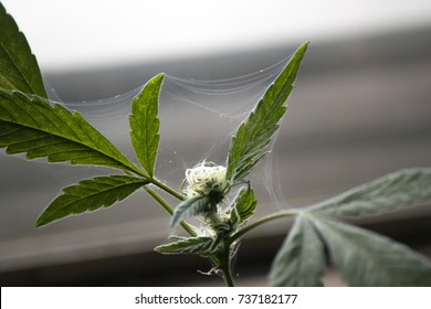 Marijuana Plant Plagued With Spider Mites