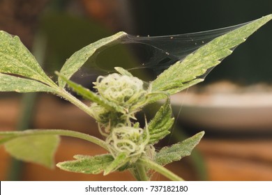 Marijuana Plant Plagued With Spider Mites