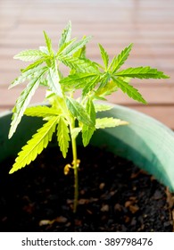 Marijuana Plant In Pot