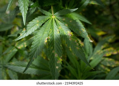 Marijuana Plant Showing Signs Of Nutrient Deficiency 