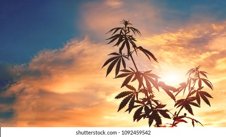 Marijuana Plants Before Harvest Time In Sunshine. Thematic Photos Of Cannabis, Background Image