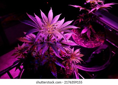 Marijuana Plants Are Displayed In A Special Growing Tent At A Cannabis Retail Shop In Bangkok, Thailand.