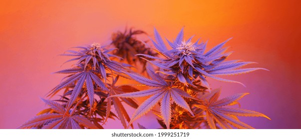 Marijuana plants long banner. Beautiful tropical cannabis background. New look on agricultural strain of hemp. Vibrant exotic cannabis with leaves and buds in purple and orange colors
