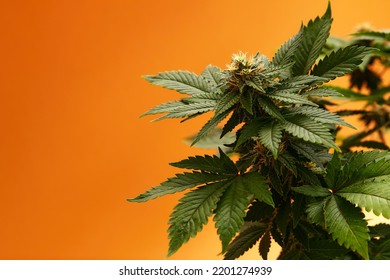 Marijuana Plants Long Banner. Beautiful Tropical Cannabis Background. New Look On Agricultural Strain Of Hemp. Vibrant Exotic Cannabis With Leaves And Buds On Orange Colors