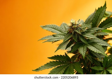 Marijuana Plants Long Banner. Beautiful Tropical Cannabis Background. New Look On Agricultural Strain Of Hemp. Vibrant Exotic Cannabis With Leaves And Buds On Orange Colors