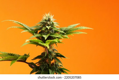 Marijuana Plants Long Banner. Beautiful Tropical Cannabis Background. New Look On Agricultural Strain Of Hemp. Vibrant Exotic Cannabis With Leaves And Buds On Orange Colors