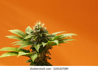 Marijuana Plants Long Banner. Beautiful Tropical Cannabis Background. New Look On Agricultural Strain Of Hemp. Vibrant Exotic Cannabis With Leaves And Buds On Orange Colors