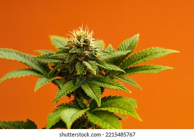 Marijuana Plants Long Banner. Beautiful Tropical Cannabis Background. New Look On Agricultural Strain Of Hemp. Vibrant Exotic Cannabis With Leaves And Buds On Orange Colors