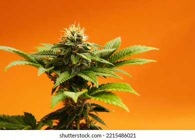 Marijuana Plants Long Banner. Beautiful Tropical Cannabis Background. New Look On Agricultural Strain Of Hemp. Vibrant Exotic Cannabis With Leaves And Buds On Orange Colors