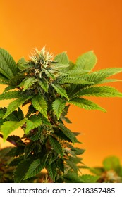 Marijuana Plants Long Banner. Beautiful Tropical Cannabis Background. New Look On Agricultural Strain Of Hemp. Vibrant Exotic Cannabis With Leaves And Buds On Orange Colors