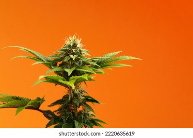 Marijuana Plants Long Banner. Beautiful Tropical Cannabis Background. New Look On Agricultural Strain Of Hemp. Vibrant Exotic Cannabis With Leaves And Buds On Orange Colors