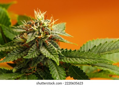 Marijuana Plants Long Banner. Beautiful Tropical Cannabis Background. New Look On Agricultural Strain Of Hemp. Vibrant Exotic Cannabis With Leaves And Buds On Orange Colors