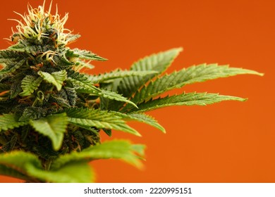 Marijuana Plants Long Banner. Beautiful Tropical Cannabis Background. New Look On Agricultural Strain Of Hemp. Vibrant Exotic Cannabis With Leaves And Buds On Orange Colors